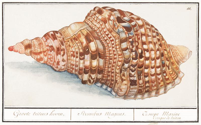Triton's trumpet in vintage style Common Triton Horns, Charonia tritonis (1596–1610) by Anselmus Boëtius de Boodt. Original from the Rijksmuseum.…