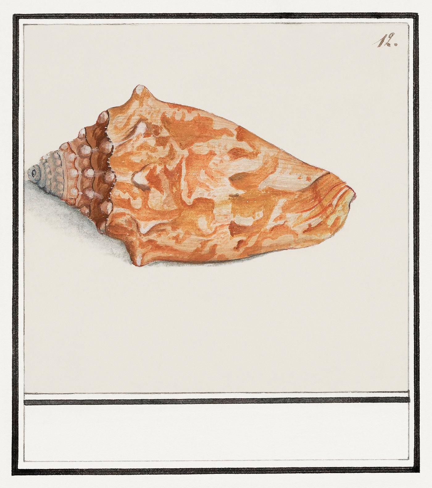 Pink wing horn, Strombus gigas (1596–1610) by Anselmus Boëtius de Boodt. Original from the Rijksmuseum. Digitally... Pink wing horn, Strombus gigas (1596–1610) by Anselmus Boëtius de Boodt. Original from the Rijksmuseum. Digitally...