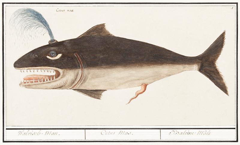 Whale in vintage style Whale, Cetus (1596–1610) by Anselmus Boëtius de Boodt. Original from the Rijksmuseum. Digitally enhanced by…