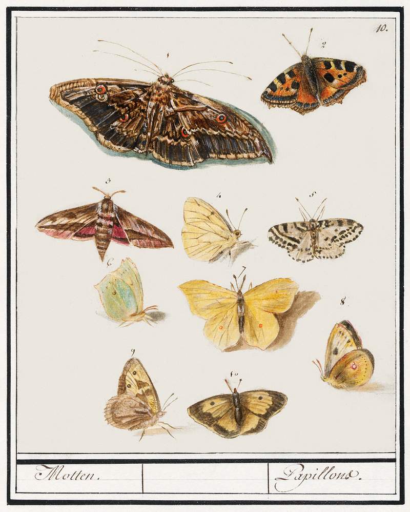 Butterflies and moths (1596–1610) by Anselmus Boëtius de Boodt. Original from the Rijksmuseum. Digitally enhanced…