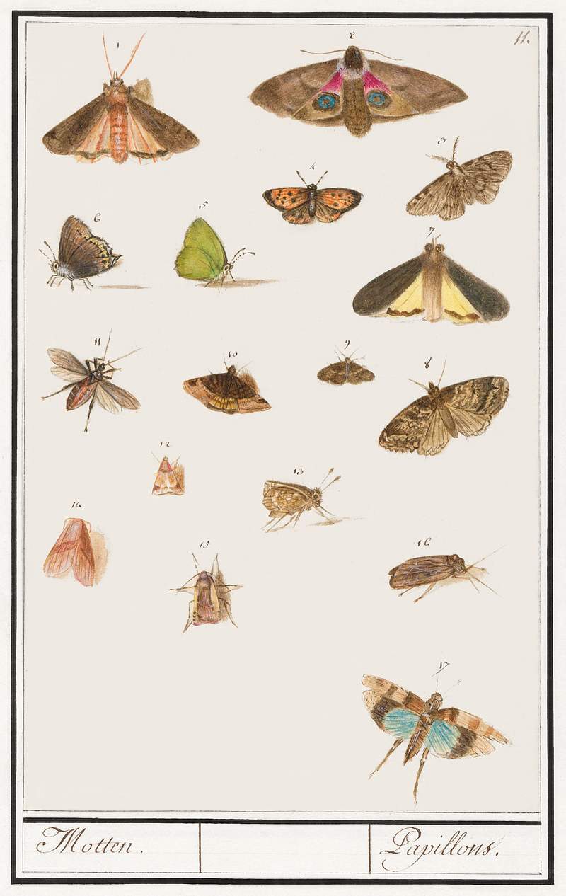 Butterflies and moths (1596–1610) by Anselmus Boëtius de Boodt. Original from the Rijksmuseum. Digitally enhanced…