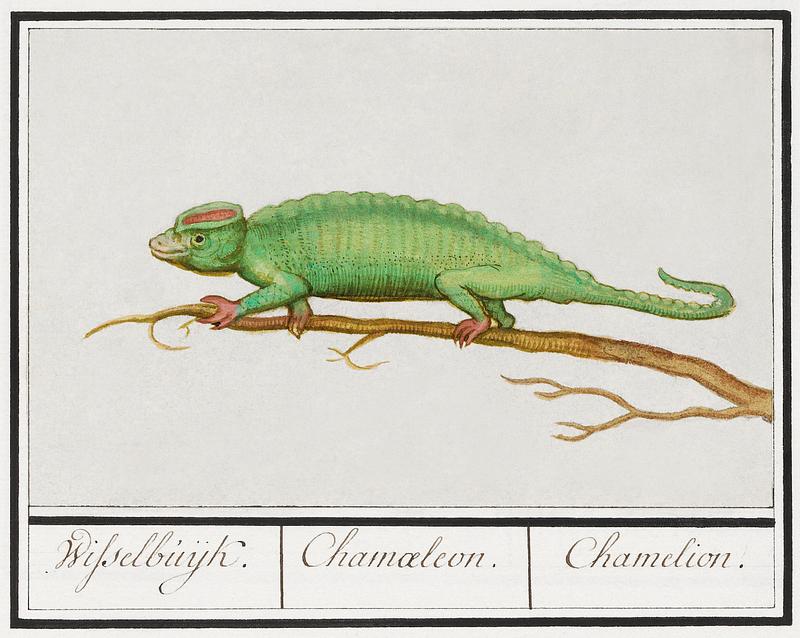 Chameleon in vintage style Chameleon, Chamaeleonidae (1596–1610) by Anselmus Boëtius de Boodt. Original from the Rijksmuseum. Digitally…