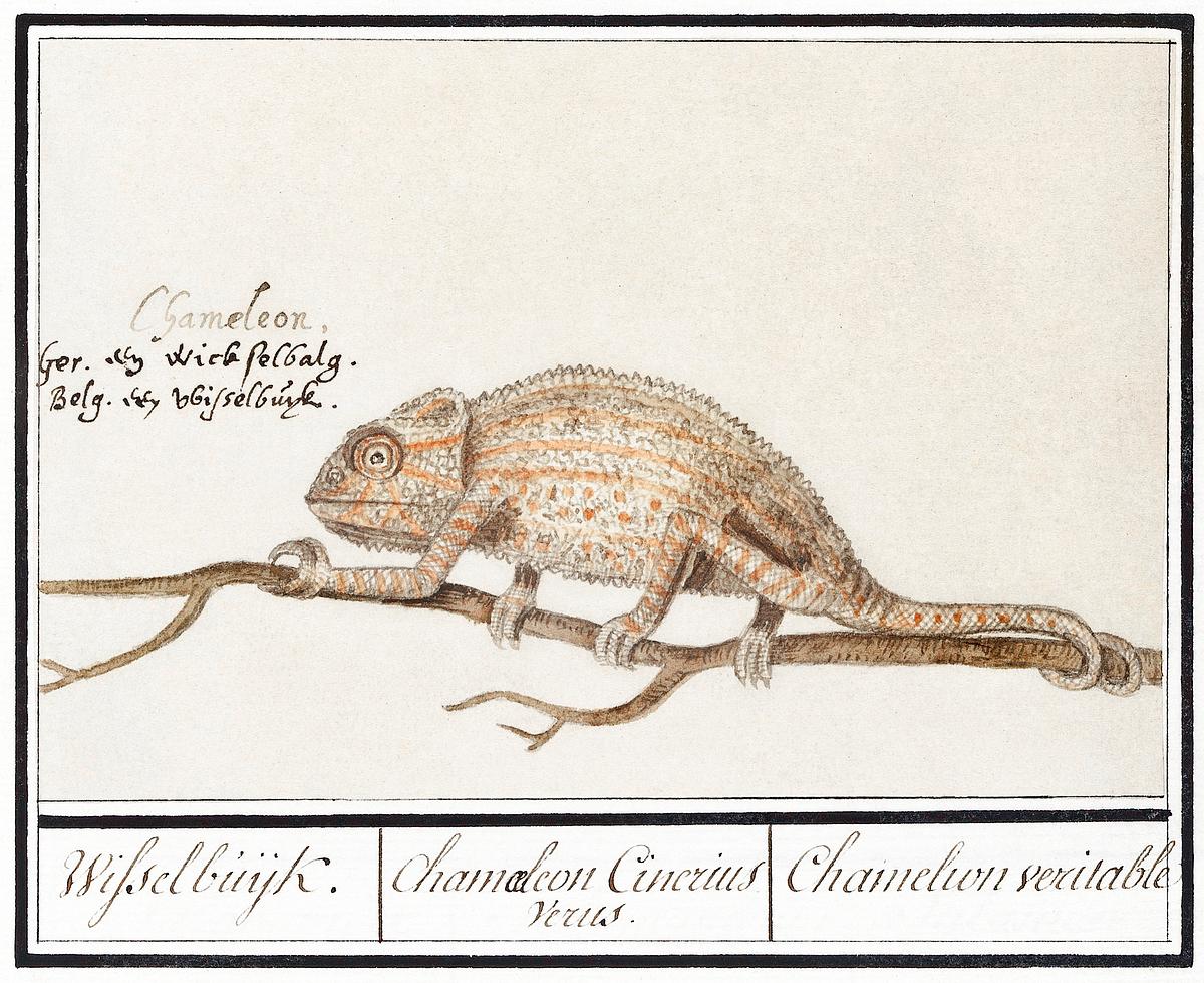 Chameleon in vintage style | Free public domain illustration Chameleon, Chamaeleonidae (1596–1610) by Anselmus Boëtius de Boodt. Original from the Rijksmuseum. Digitally…