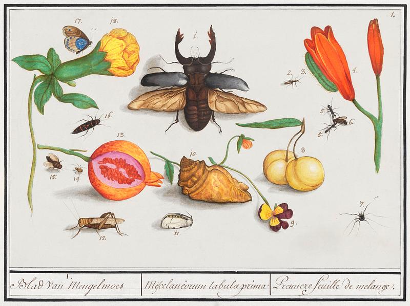 Nature ensemble in vintage style Natural History Ensemble, no. 1 (1596–1610) by Anselmus Boëtius de Boodt. Original from the Rijksmuseum. Digitally…
