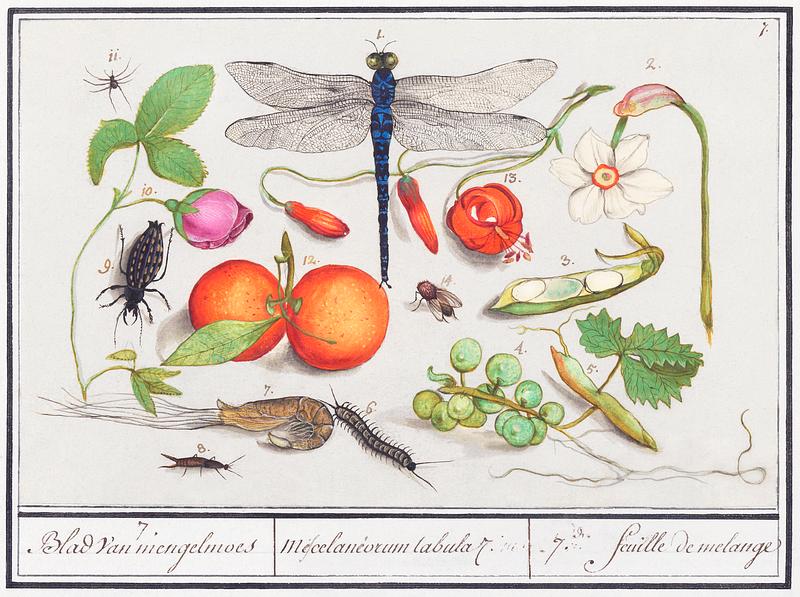 Nature ensemble in vintage style Natural History Ensemble, no. 7 (1596–1610) by Anselmus Boëtius de Boodt. Original from the Rijksmuseum. Digitally…
