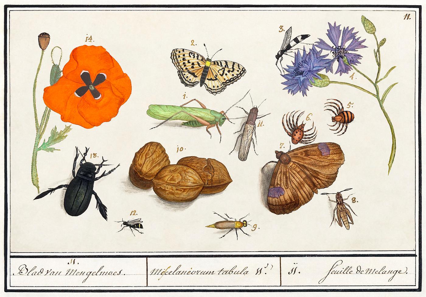Natural History Ensemble, no. 11 (1596–1610) by Anselmus Boëtius de Boodt. Original from the Rijksmuseum.... Natural History Ensemble, no. 11 (1596–1610) by Anselmus Boëtius de Boodt. Original from the Rijksmuseum....