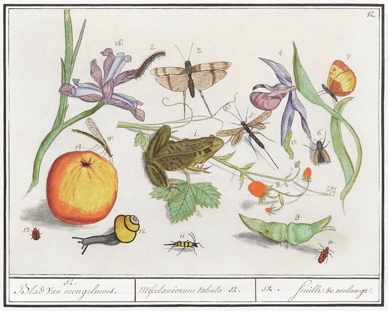 Nature ensemble in vintage style Natural History Ensemble, no. 12 (1596–1610) by Anselmus Boëtius de Boodt. Original from the Rijksmuseum.…