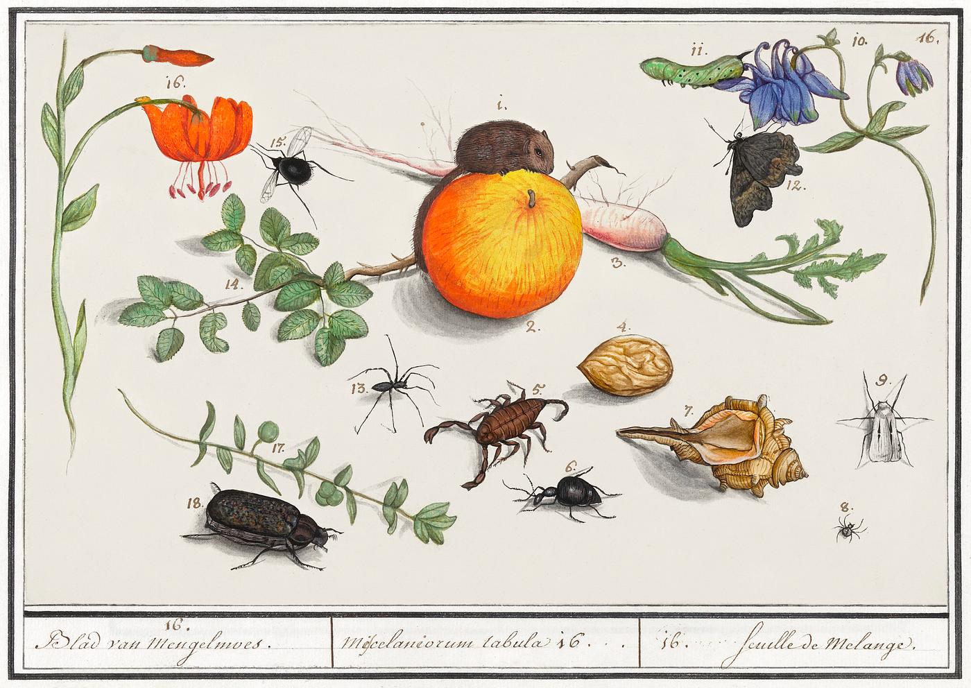 Natural History Ensemble, no. 16 (1596–1610) by Anselmus Boëtius de Boodt. Original from the Rijksmuseum.... Natural History Ensemble, no. 16 (1596–1610) by Anselmus Boëtius de Boodt. Original from the Rijksmuseum....