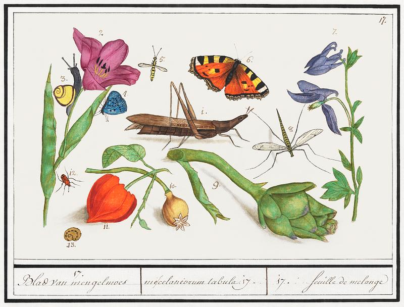 Nature ensemble in vintage style Natural History Ensemble, no. 17 (1596–1610) by Anselmus Boëtius de Boodt. Original from the Rijksmuseum.…