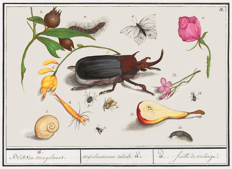 Nature ensemble in vintage style | Free public domain illustration Natural History Ensemble, no. 18 (1596–1610) by Anselmus Boëtius de Boodt. Original from the Rijksmuseum.…