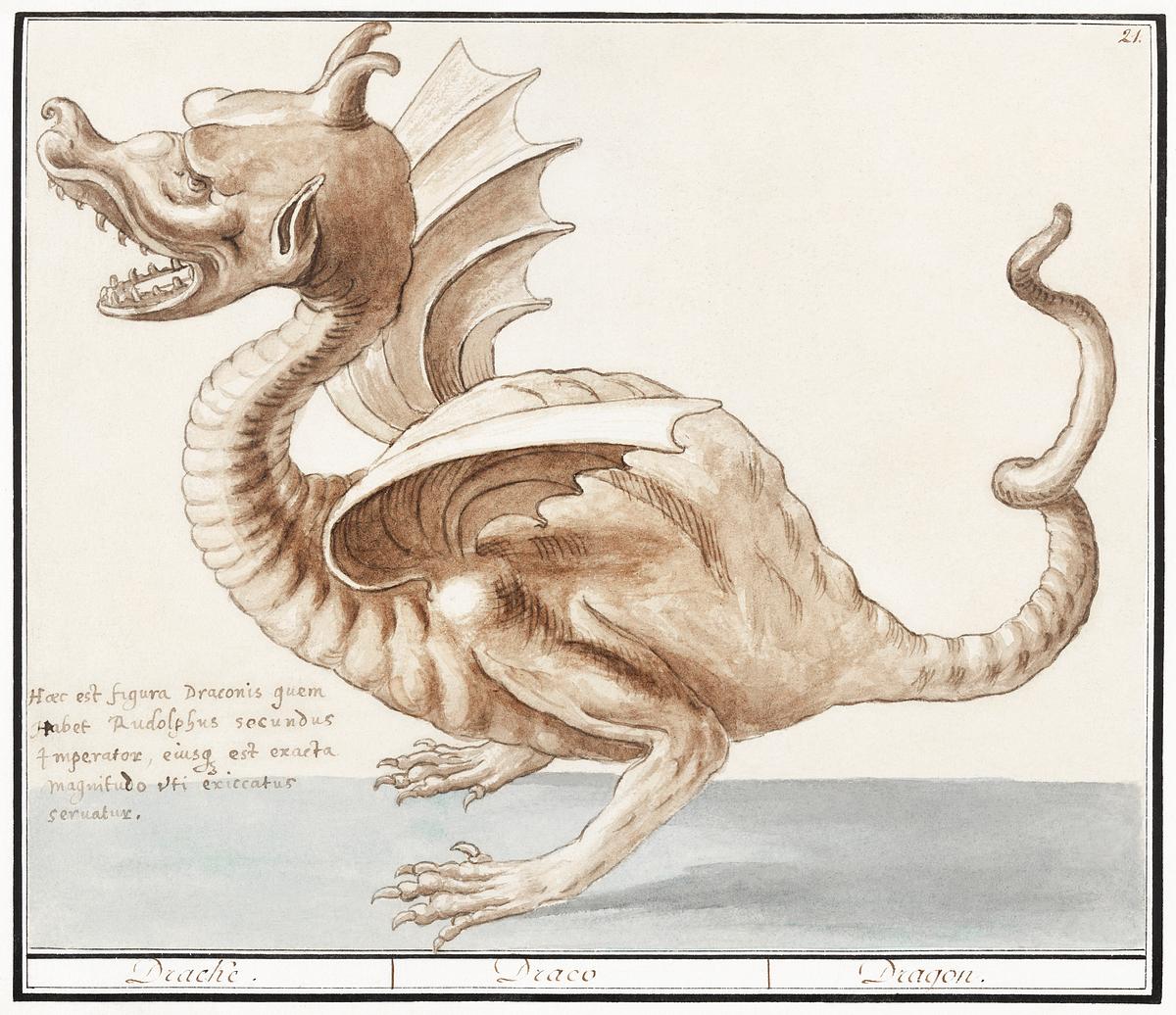 Dragon in vintage style | Free public domain illustration Dragon (1596–1610) by Anselmus Boëtius de Boodt. Original from the Rijksmuseum. Digitally enhanced by rawpixel.