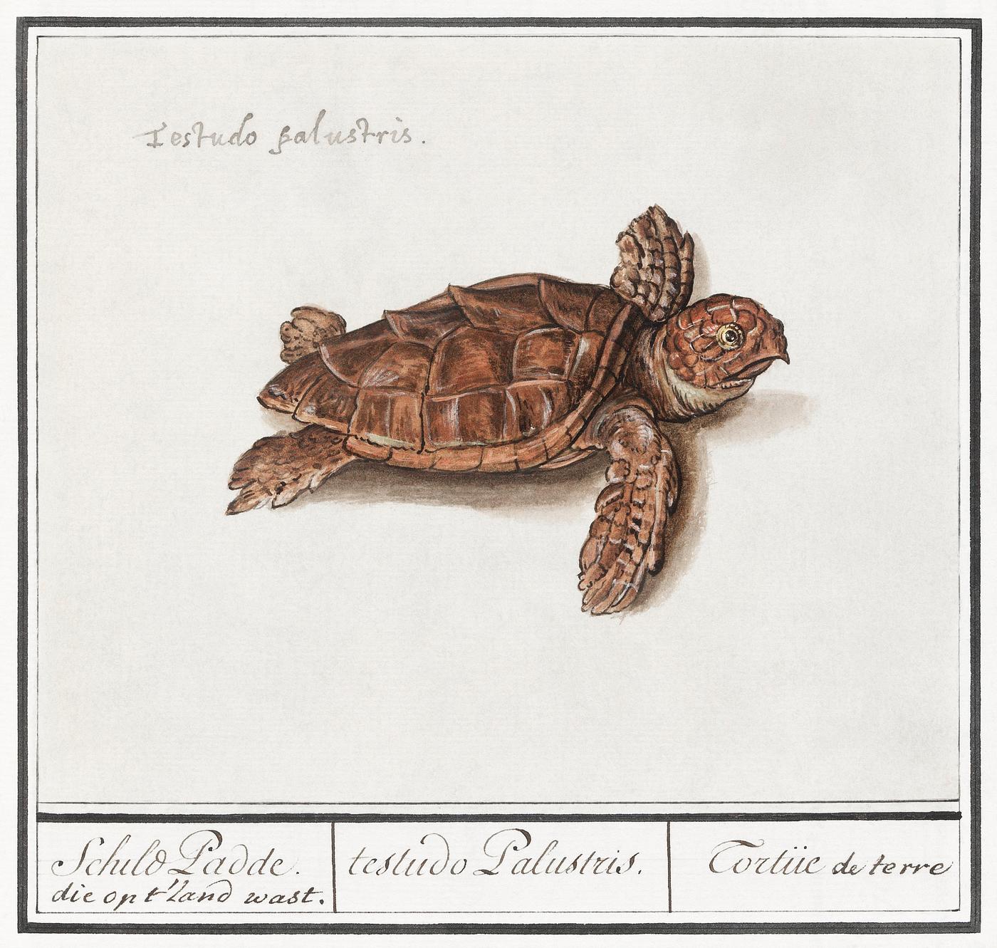 Sea turtle, Cheloniidae (1596–1610) by Anselmus Boëtius de Boodt. Original from the Rijksmuseum. Digitally... Sea turtle, Cheloniidae (1596–1610) by Anselmus Boëtius de Boodt. Original from the Rijksmuseum. Digitally...
