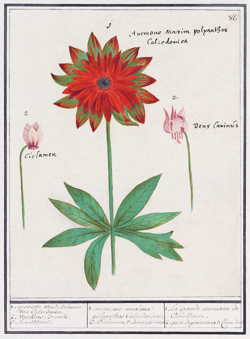 Anemone in vintage style Anemone, Anemone (1596–1610) by Anselmus Boëtius de Boodt. Original from the Rijksmuseum. Digitally enhanced by…
