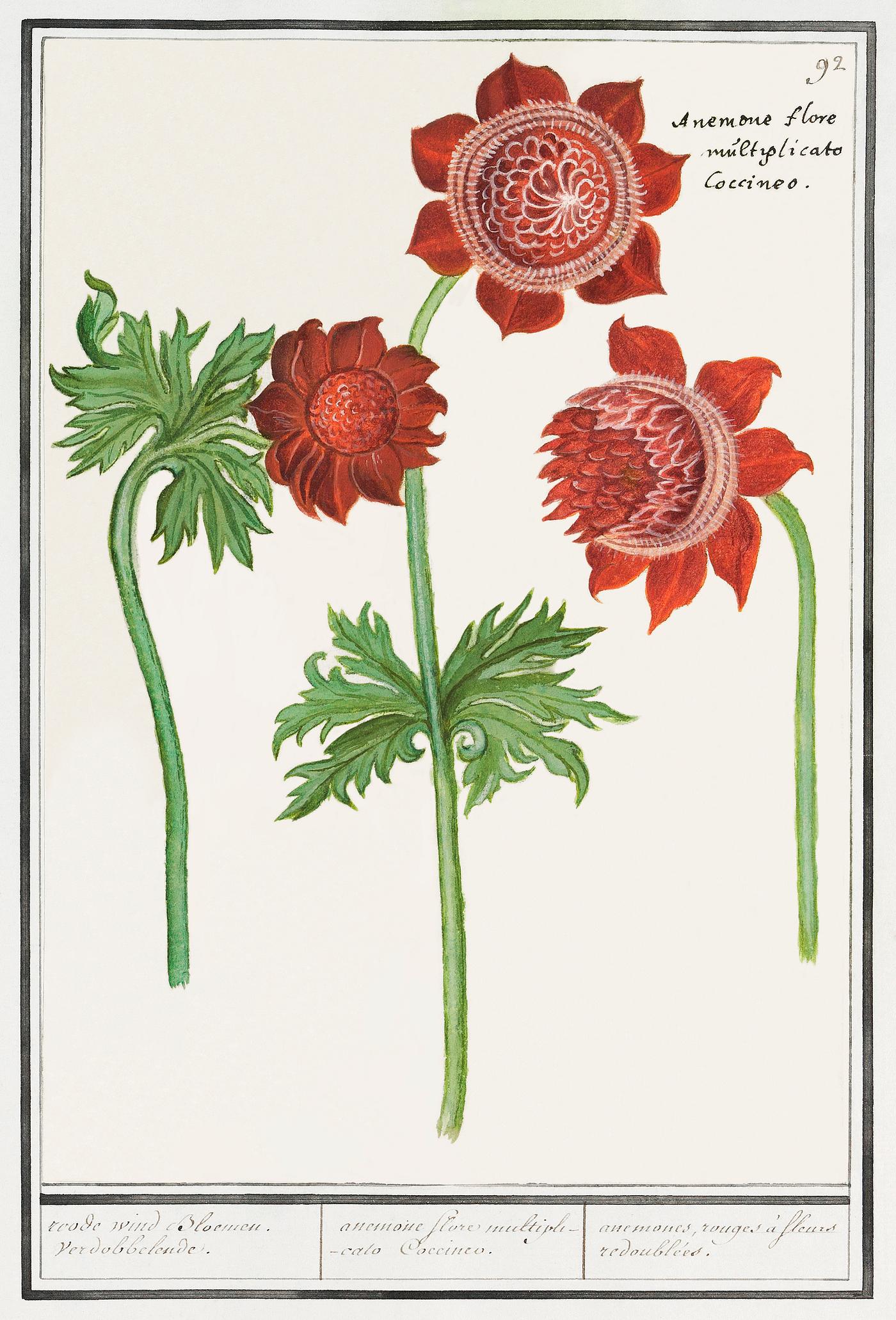 Anemone flower in vintage style Anemone, Anemone (1596–1610) by Anselmus Boëtius de Boodt. Original from the Rijksmuseum. Digitally enhanced by...