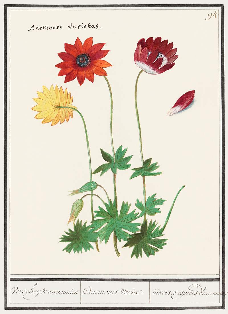 Anemone in vintage flower | Free public domain illustration Anemone, Anemone (1596–1610) by Anselmus Boëtius de Boodt. Original from the Rijksmuseum. Digitally enhanced by…