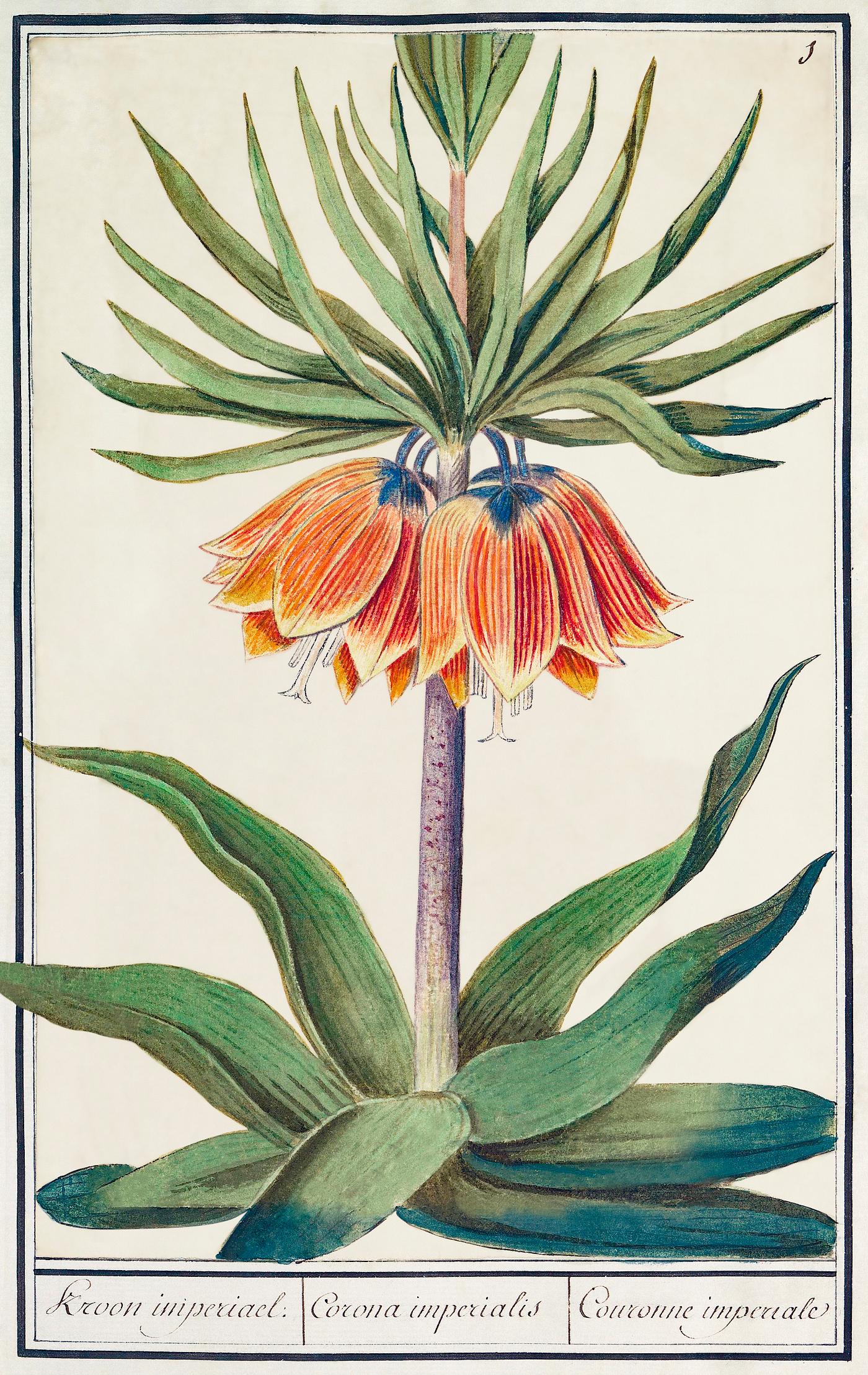 Imperial crown, Fritillaria imperialis (1596–1610) by Anselmus Boëtius de Boodt. Original from the Rijksmuseum.... Imperial crown, Fritillaria imperialis (1596–1610) by Anselmus Boëtius de Boodt. Original from the Rijksmuseum....