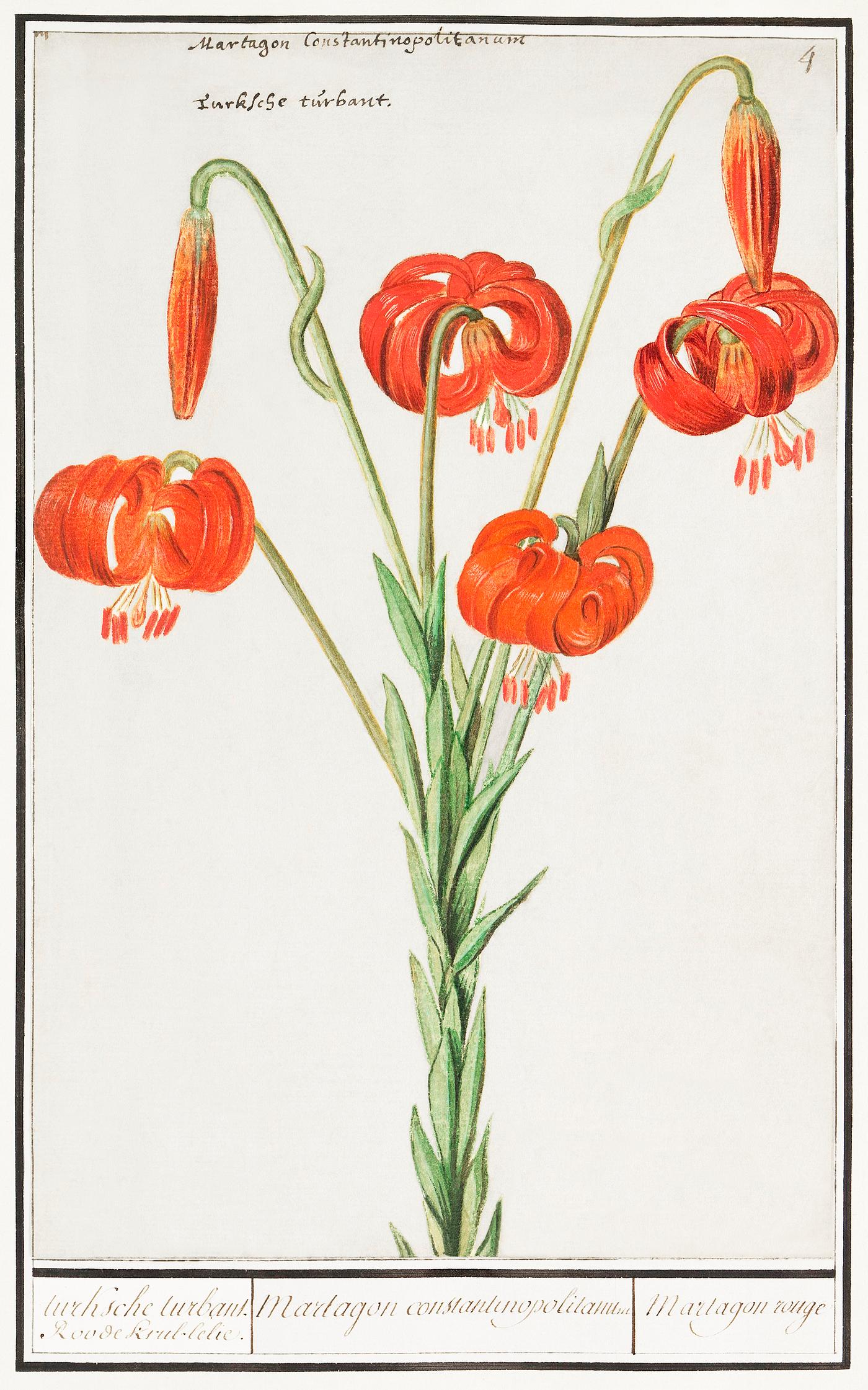 Red lily in vintage style Red lily, Lilium (1596–1610) by Anselmus Boëtius de Boodt. Original from the Rijksmuseum. Digitally enhanced by...