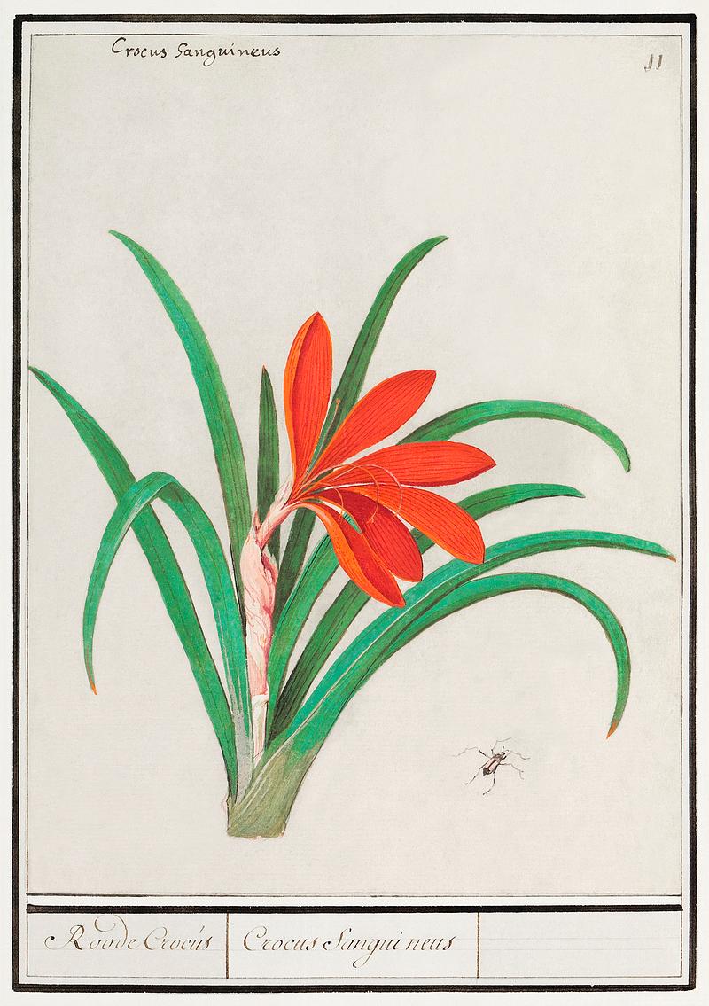 Red crocus in vintage style Red crocus, Crocus (1596–1610) by Anselmus Boëtius de Boodt. Original from the Rijksmuseum. Digitally enhanced by…