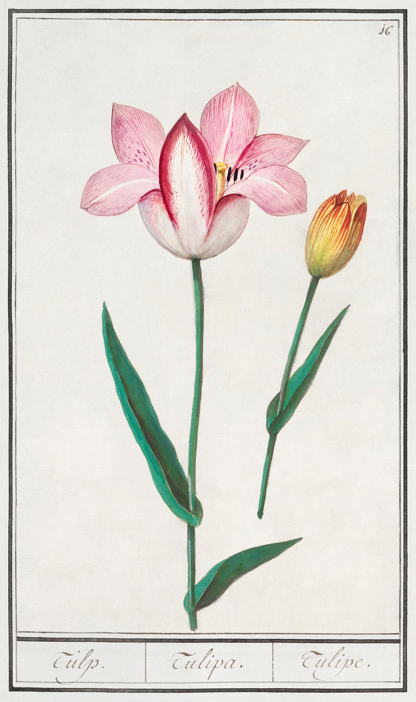 Tulip, Tulipa (1596–1610) by Anselmus Boëtius de Boodt. Original from the Rijksmuseum. Digitally enhanced by... Tulip, Tulipa (1596–1610) by Anselmus Boëtius de Boodt. Original from the Rijksmuseum. Digitally enhanced by...