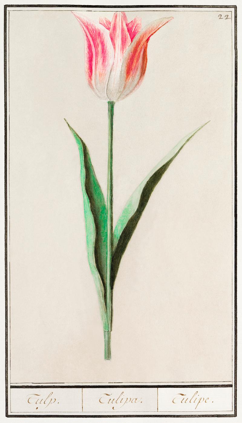 Tulip in vintage style Tulip, Tulipa (1596–1610) by Anselmus Boëtius de Boodt. Original from the Rijksmuseum. Digitally enhanced by…