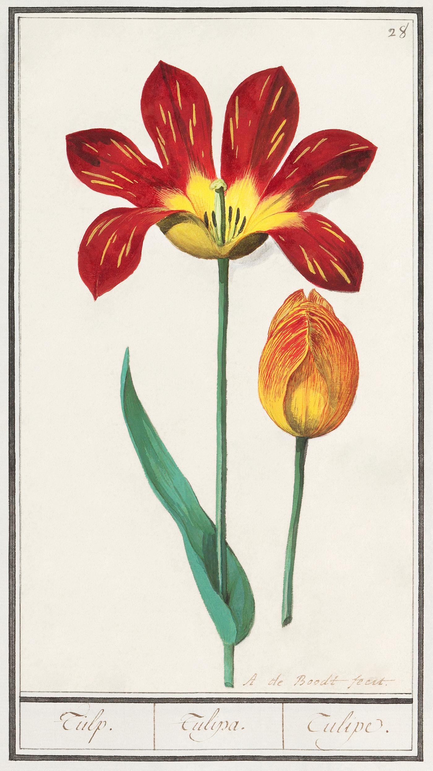 Tulip, Tulipa (1596–1610) by Anselmus Boëtius de Boodt. Original from the Rijksmuseum. Digitally enhanced by... Tulip, Tulipa (1596–1610) by Anselmus Boëtius de Boodt. Original from the Rijksmuseum. Digitally enhanced by...