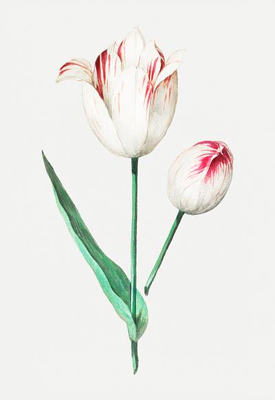 Tulip in vintage style | Free transparent png - 561989
