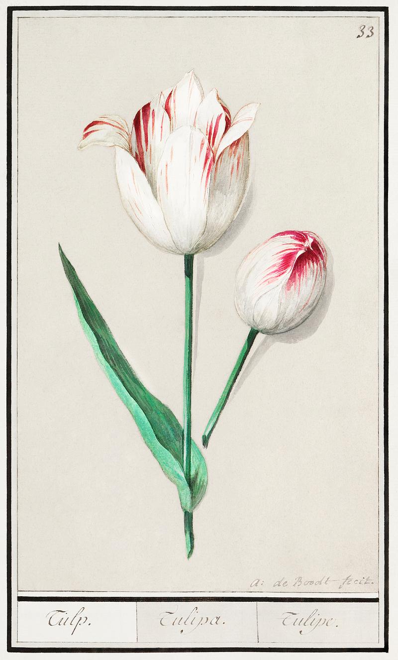 Tulip in vintage style Tulip, Tulipa (1596–1610) by Anselmus Boëtius de Boodt. Original from the Rijksmuseum. Digitally enhanced by…