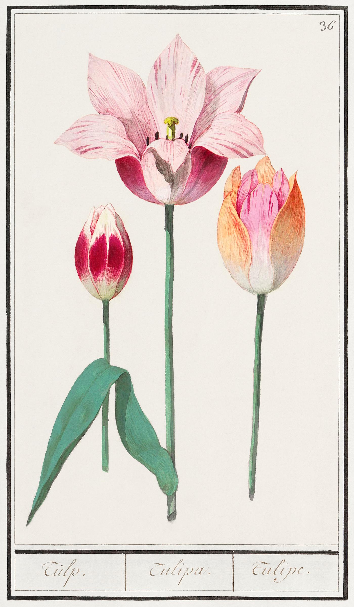 Tulip, Tulipa (1596–1610) by Anselmus Boëtius de Boodt. Original from the Rijksmuseum. Digitally enhanced by... Tulip, Tulipa (1596–1610) by Anselmus Boëtius de Boodt. Original from the Rijksmuseum. Digitally enhanced by...