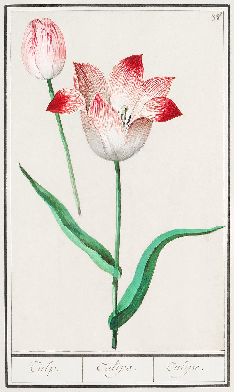 Tulip in vintage style Tulip, Tulipa (1596–1610) by Anselmus Boëtius de Boodt. Original from the Rijksmuseum. Digitally enhanced by…