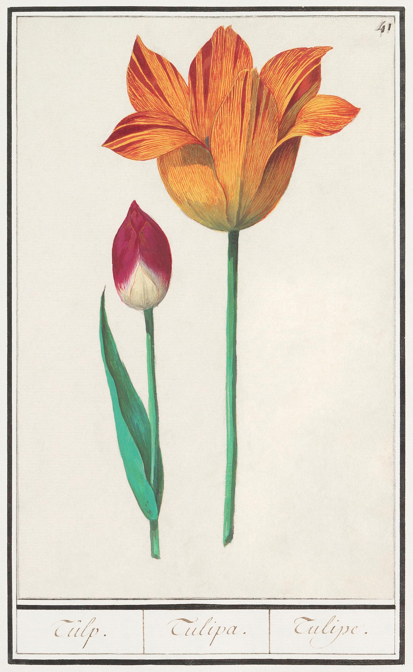 Tulip, Tulipa (1596–1610) by Anselmus Boëtius de Boodt. Original from the Rijksmuseum. Digitally enhanced by... Tulip, Tulipa (1596–1610) by Anselmus Boëtius de Boodt. Original from the Rijksmuseum. Digitally enhanced by...
