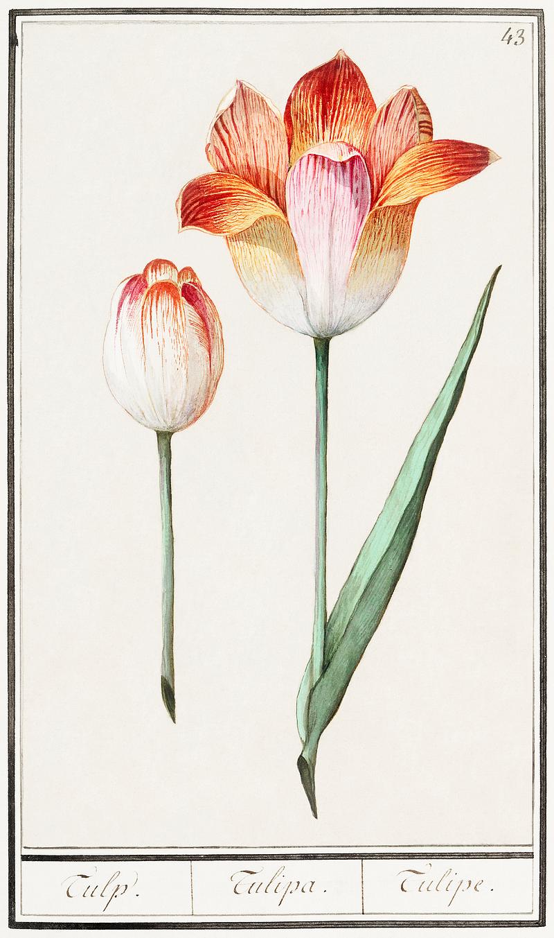 Tulip in vintage style Tulip, Tulipa (1596–1610) by Anselmus Boëtius de Boodt. Original from the Rijksmuseum. Digitally enhanced by…