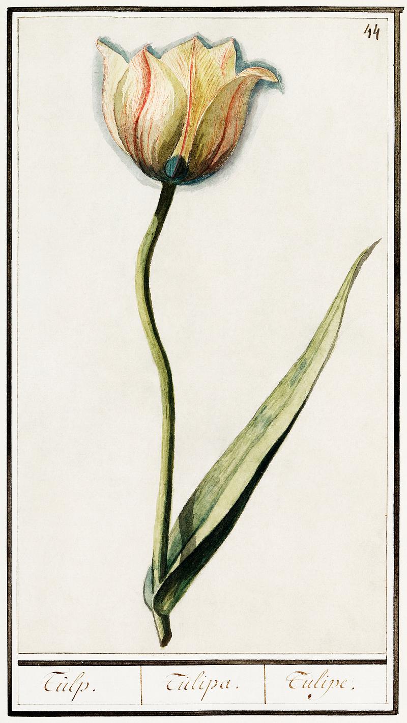 Tulip in vintage style Tulip, Tulipa (1596–1610) by Anselmus Boëtius de Boodt. Original from the Rijksmuseum. Digitally enhanced by…