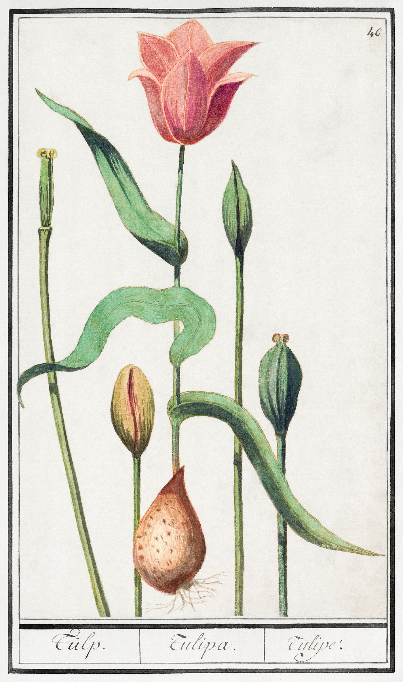 Tulip, Tulipa (1596–1610) by Anselmus Boëtius de Boodt. Original from the Rijksmuseum. Digitally enhanced by... Tulip, Tulipa (1596–1610) by Anselmus Boëtius de Boodt. Original from the Rijksmuseum. Digitally enhanced by...
