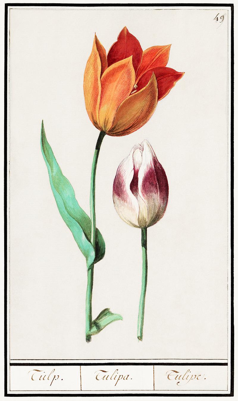 Tulip in vintage style Tulip, Tulipa (1596–1610) by Anselmus Boëtius de Boodt. Original from the Rijksmuseum. Digitally enhanced by…