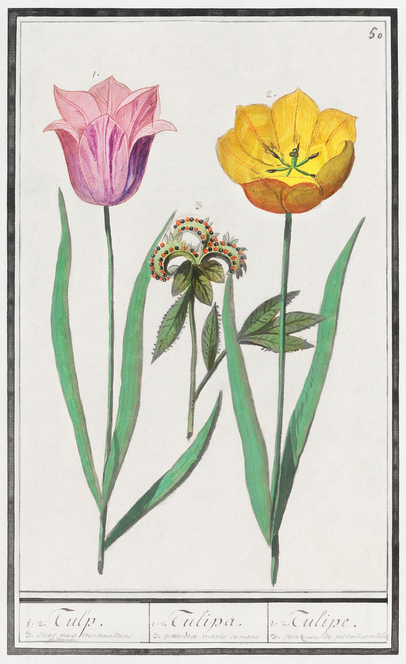 Tulip, Tulipa (1596–1610) by Anselmus Boëtius de Boodt. Original from the Rijksmuseum. Digitally enhanced by... Tulip, Tulipa (1596–1610) by Anselmus Boëtius de Boodt. Original from the Rijksmuseum. Digitally enhanced by...
