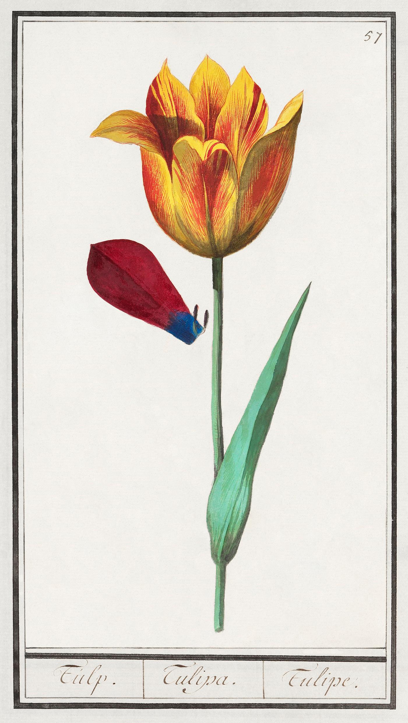 Tulip in vintage style Tulip, Tulipa (1596–1610) by Anselmus Boëtius de Boodt. Original from the Rijksmuseum. Digitally enhanced by...