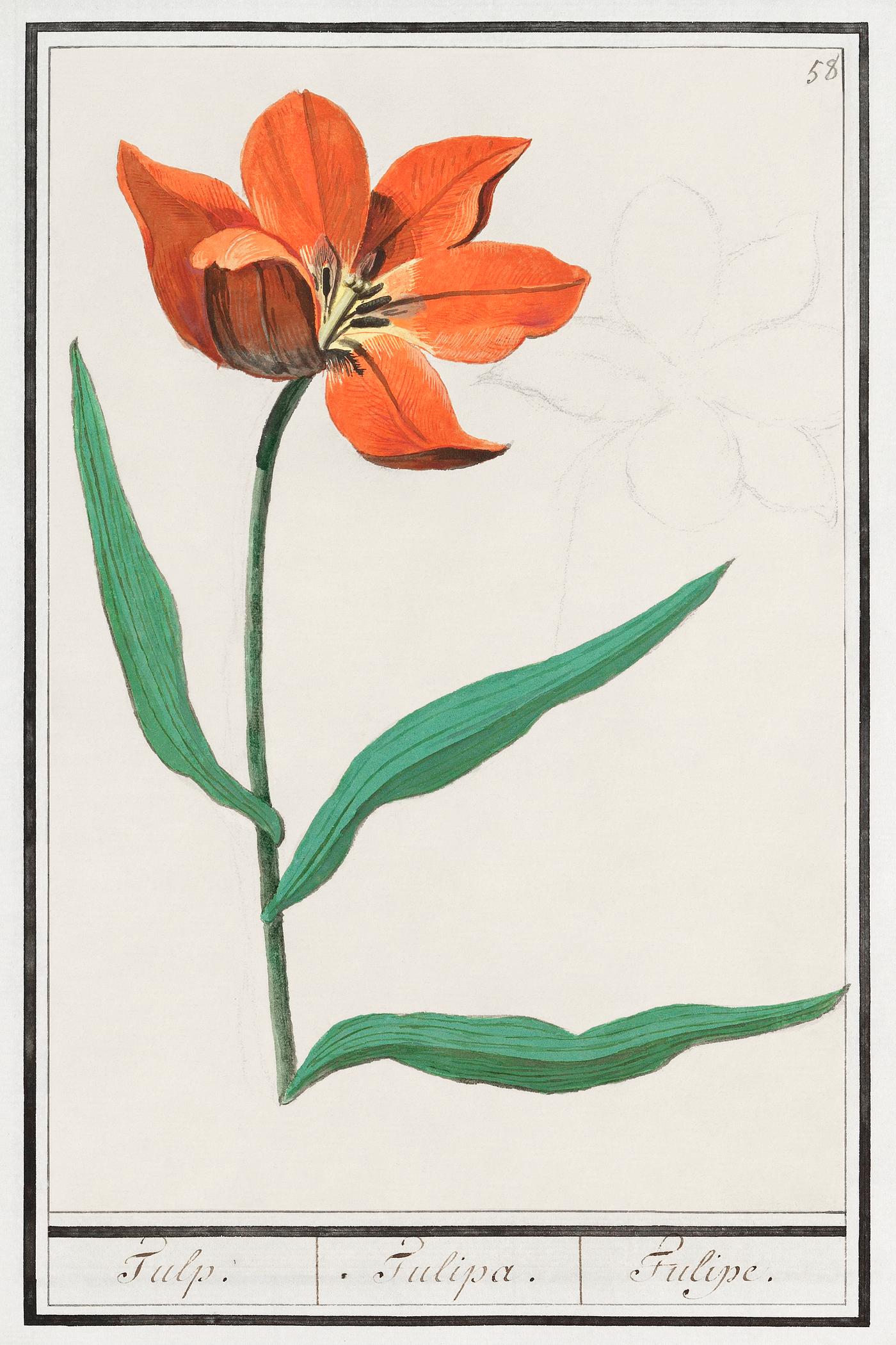 Tulip, Tulipa (1596–1610) by Anselmus Boëtius de Boodt. Original from the Rijksmuseum. Digitally enhanced by... Tulip, Tulipa (1596–1610) by Anselmus Boëtius de Boodt. Original from the Rijksmuseum. Digitally enhanced by...