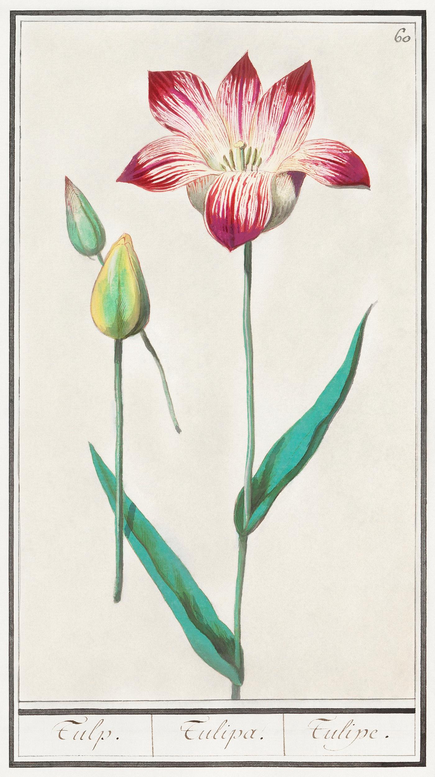 Tulip, Tulipa (1596–1610) by Anselmus Boëtius de Boodt. Original from the Rijksmuseum. Digitally enhanced by... Tulip, Tulipa (1596–1610) by Anselmus Boëtius de Boodt. Original from the Rijksmuseum. Digitally enhanced by...