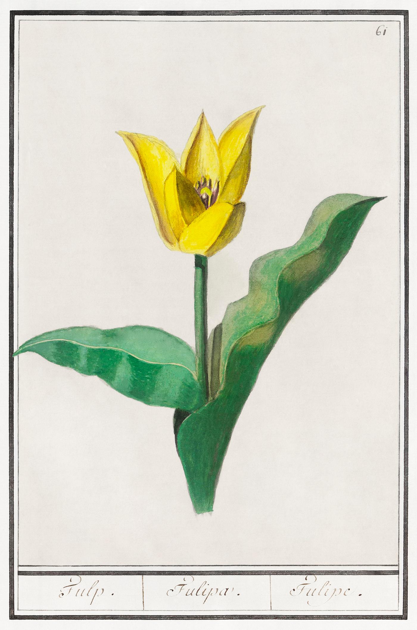 Tulip, Tulipa (1596–1610) by Anselmus Boëtius de Boodt. Original from the Rijksmuseum. Digitally enhanced by... Tulip, Tulipa (1596–1610) by Anselmus Boëtius de Boodt. Original from the Rijksmuseum. Digitally enhanced by...