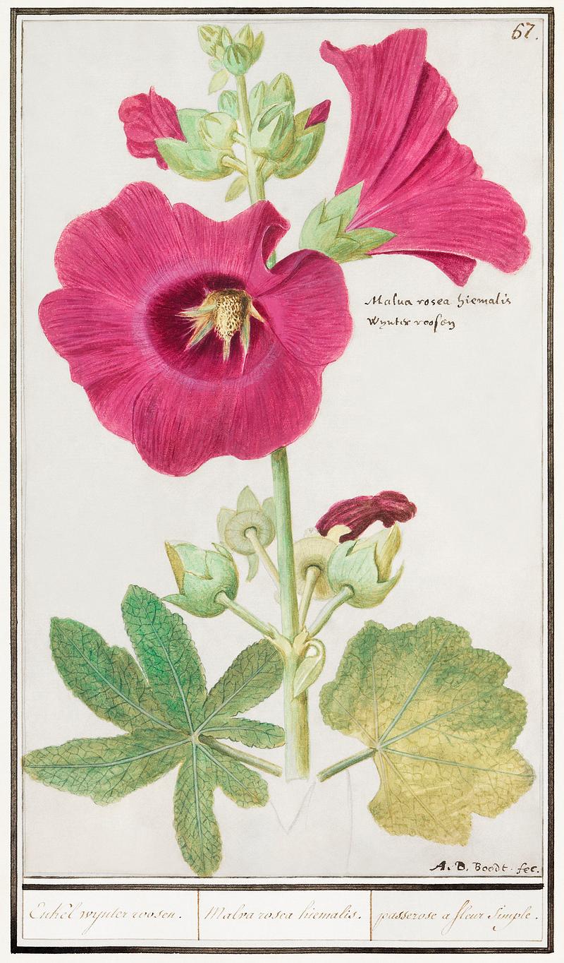 Alcea in vintage style Hollyhock, Alcea rosea (1596–1610) by Anselmus Boëtius de Boodt. Original from the Rijksmuseum. Digitally enhanced…