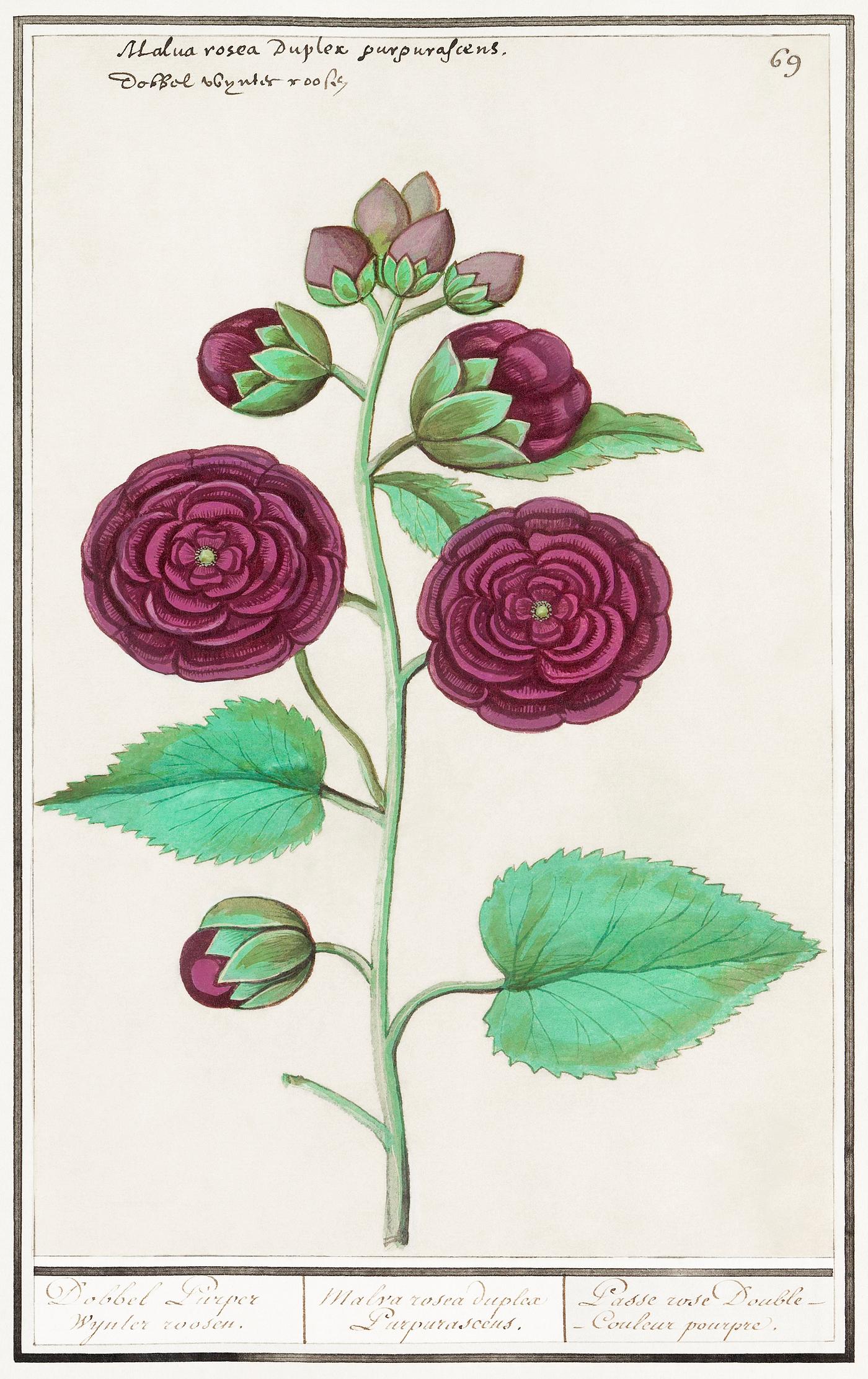 Hollyhock, Alcea rosea (1596–1610) by Anselmus Boëtius de Boodt. Original from the Rijksmuseum. Digitally... Hollyhock, Alcea rosea (1596–1610) by Anselmus Boëtius de Boodt. Original from the Rijksmuseum. Digitally...