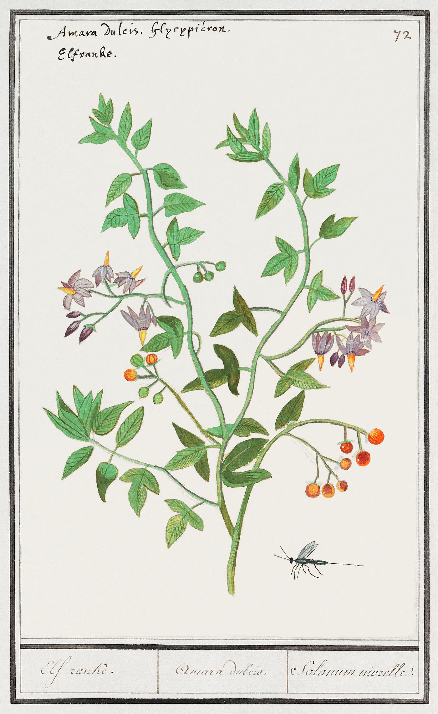 Bittersweet, Solanum dulcamara (1596–1610) by Anselmus Boëtius de Boodt. Original from the Rijksmuseum. Digitally... Bittersweet, Solanum dulcamara (1596–1610) by Anselmus Boëtius de Boodt. Original from the Rijksmuseum. Digitally...