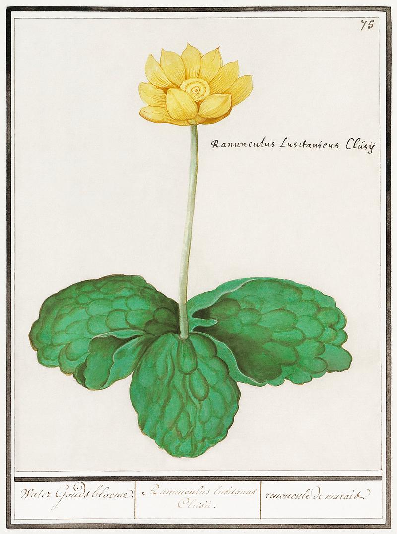 Yellow floppy in vintage style Yellow floppy, Nuphar lutea (1596–1610) by Anselmus Boëtius de Boodt. Original from the Rijksmuseum. Digitally…