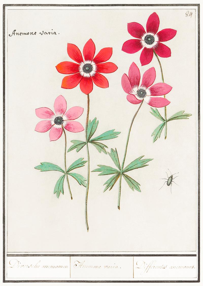 Anemone in vintage style Anemoon, Anemone (1596–1610) by Anselmus Boëtius de Boodt. Original from the Rijksmuseum. Digitally enhanced by…