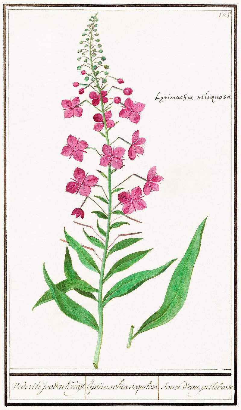 Willowherb in vintage style Willow-herb, Chamerion angustifolium (1596–1610) by Anselmus Boëtius de Boodt. Original from the Rijksmuseum.…