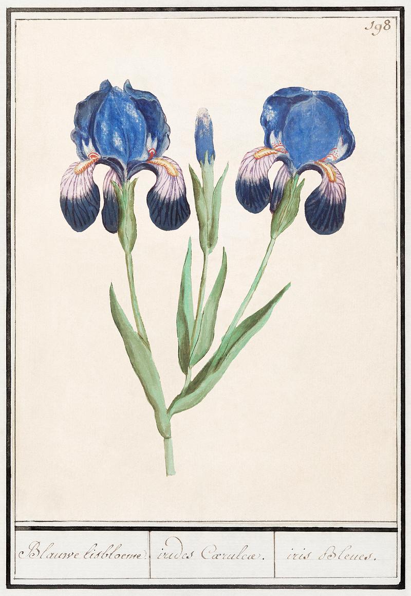 Purple iris in vintage style Purple iris, Iris germanica (1596–1610) by Anselmus Boëtius de Boodt. Original from the Rijksmuseum. Digitally…