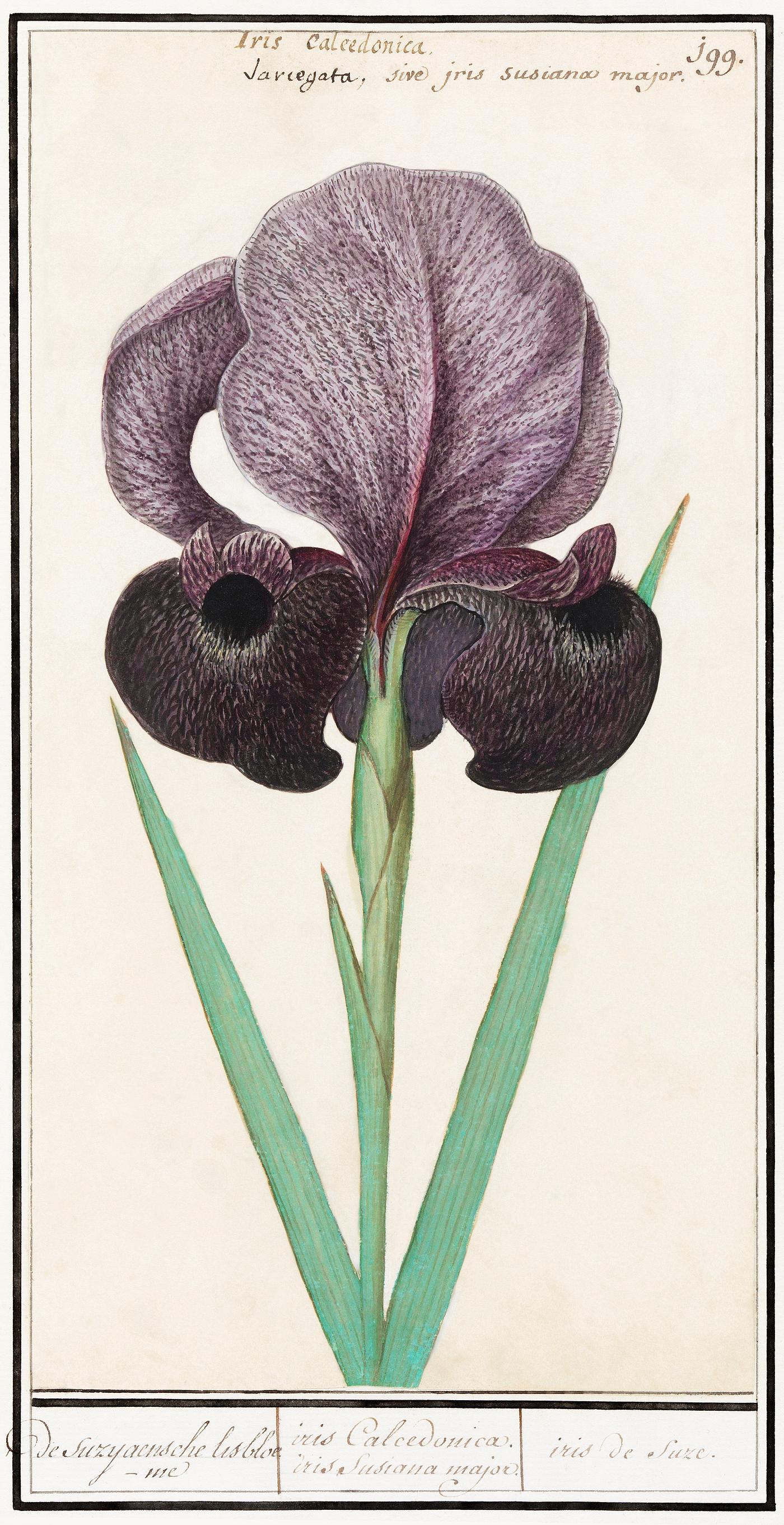 Mourning iris (Iris susiana) (1596–1610) by Anselmus Boëtius de Boodt. Original from the Rijksmuseum. Digitally... Mourning iris (Iris susiana) (1596–1610) by Anselmus Boëtius de Boodt. Original from the Rijksmuseum. Digitally...