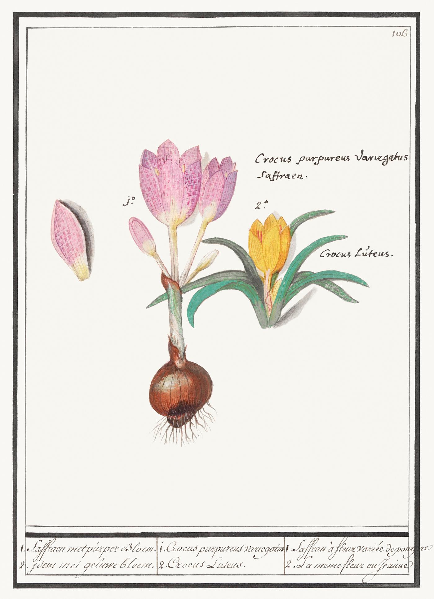 Crocus in vintage style Crocus, Crocus (1596–1610) by Anselmus Boëtius de Boodt. Original from the Rijksmuseum. Digitally enhanced by...