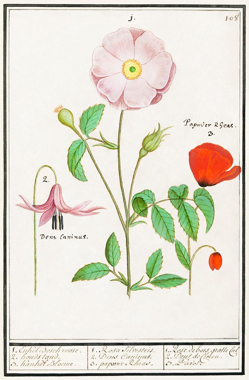 Dogstand flower, wild rose and papaver Dogstand, Erythronium, wild rose, Rosa and a poppy, Papaver (1596–1610) by Anselmus Boëtius de Boodt. Original…