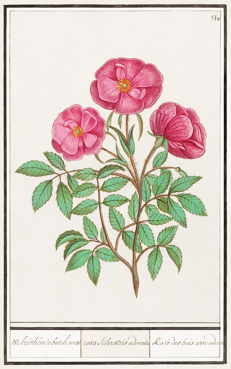 Wild rose in vintage style Wild rose, Rosa (1596–1610) by Anselmus Boëtius de Boodt. Original from the Rijksmuseum. Digitally enhanced by…